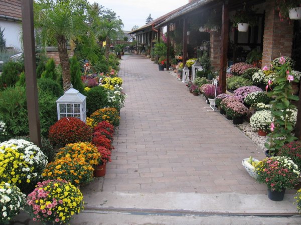 Gógucz Nóra, Éléskamra Veresegyház