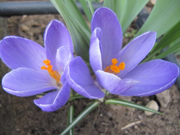 Krókusz tavasz_133