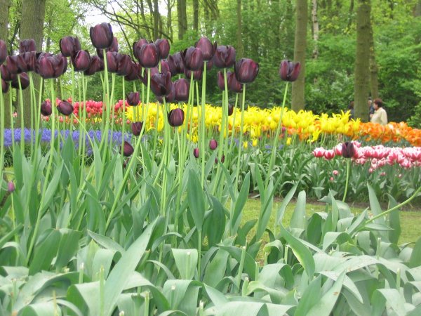 07Keukenhof0012