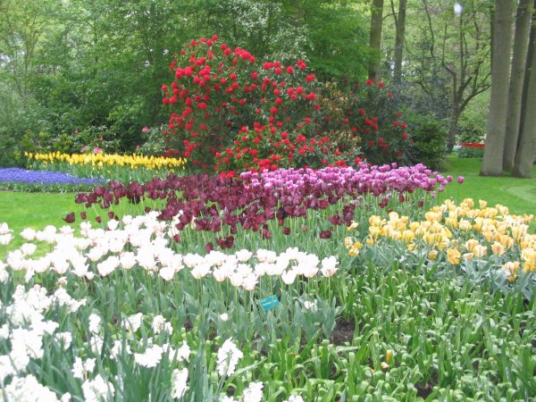 07Keukenhof0047