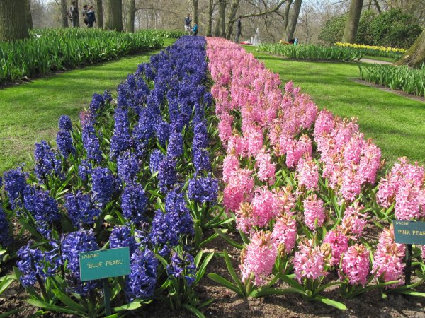 Keukenhof_032