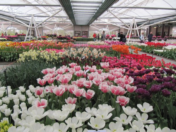 Keukenhof_192