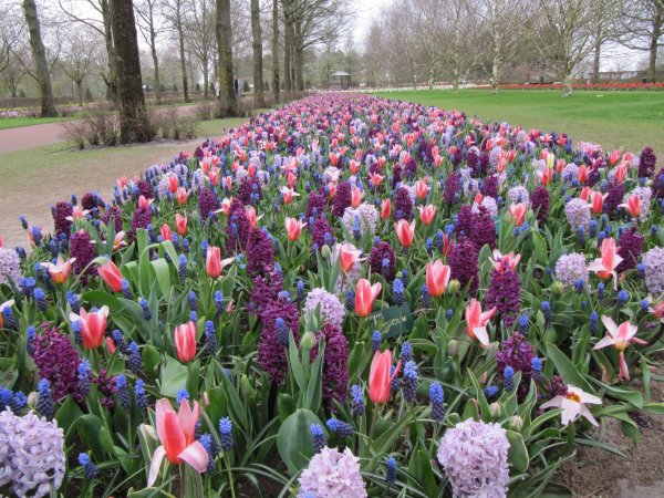 Keukenhof_242