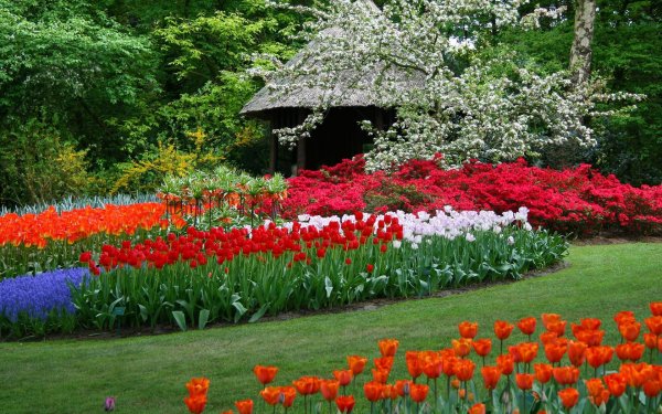 keukenhof-hollandia