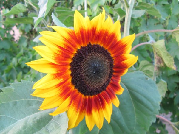 Dísznapraforgó Július_016