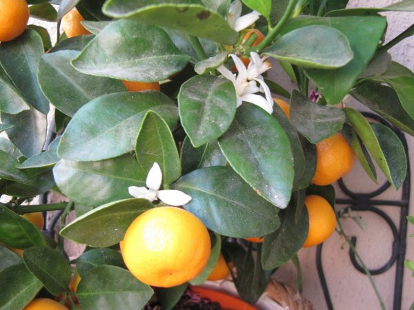 Calamondin