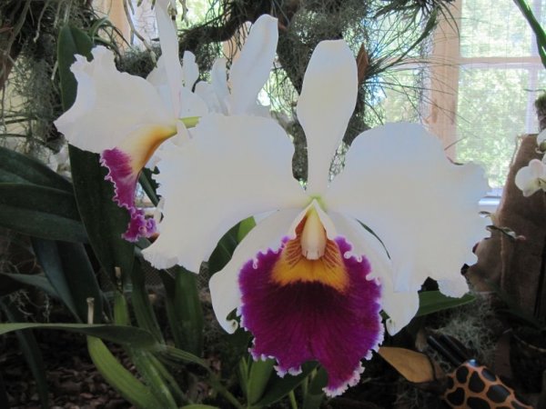 Orchid14_110