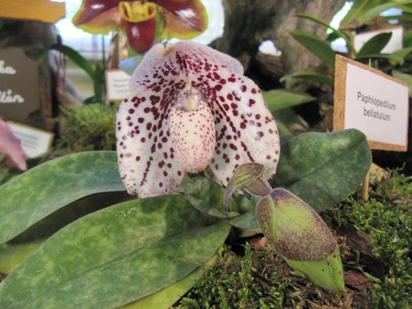 Orchid14_216