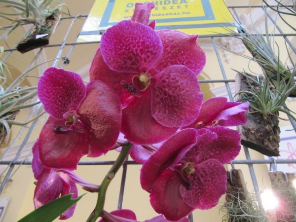 Orchid14_296