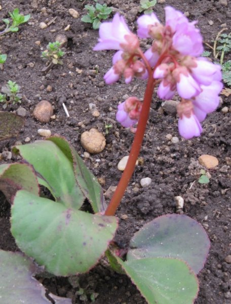 Szívalakú bőrlevél