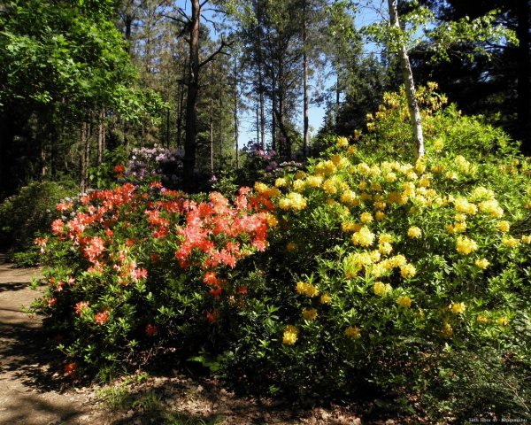 jeli-arboretum-2013-