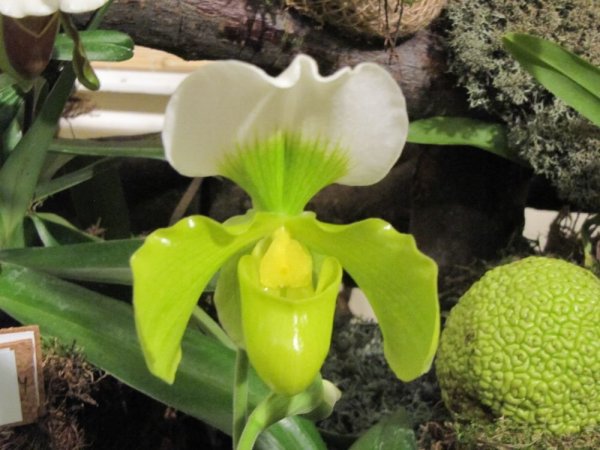 orchid13_219