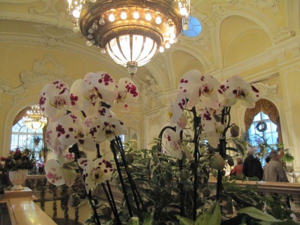 orchid_039