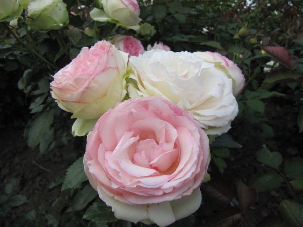 Szőreg Rózsaünnep Szöreg_120