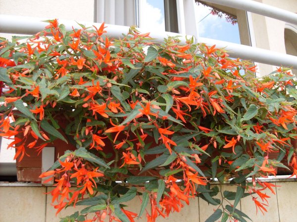 begonia bonfire