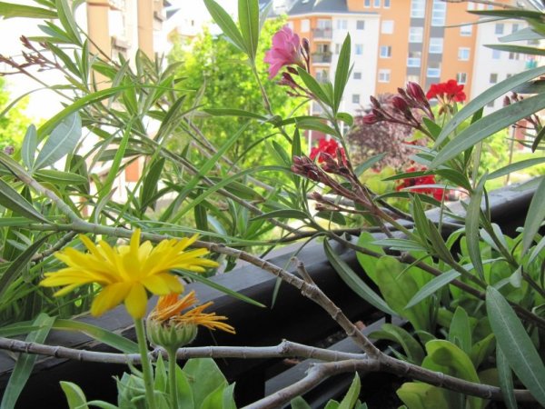 Nagy Jucó, azaz a blog írójának második emeleti balkonádája