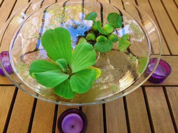 Zsuzsi a Czeróczki Díszfaiskolából a saját teraszukat is romantikussá varázsolta  