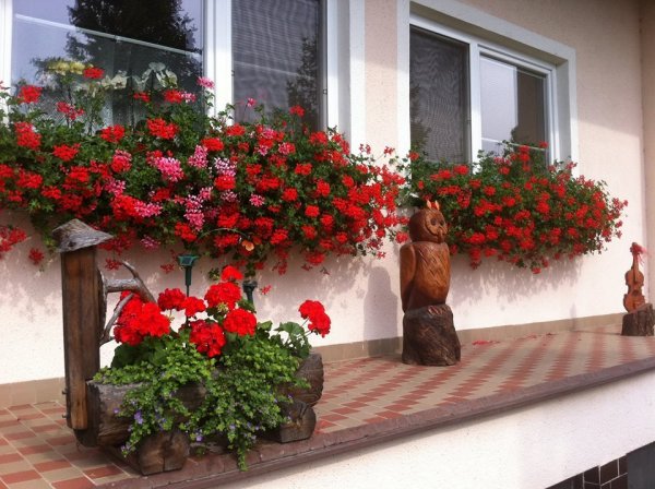 Drajna Edit piros csodái