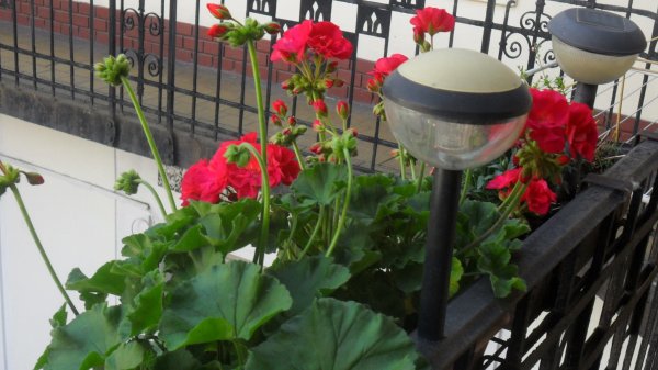 Lipták Ilona muskátlija