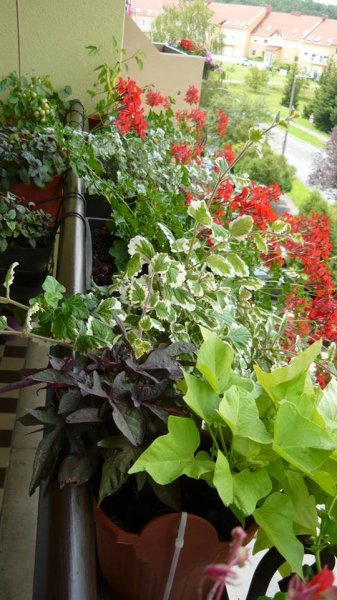 Horváth Melinda színpompája