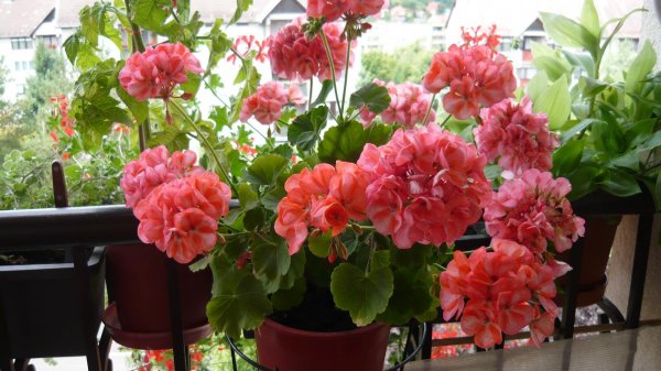 Horváth Melinda gyönyörű muskátlija