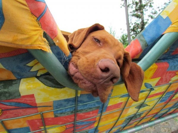 Magasparti Rutinos Cinkos és a hintaágy