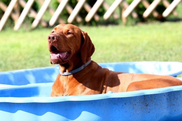 Magasparti Rutinos Cinkos és a medence