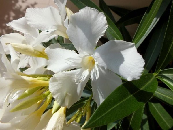 Sztárainé Szűcs Gabriella leandere