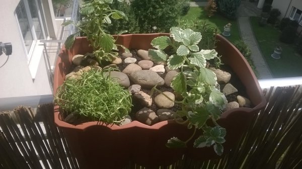 Tokaji Krisztina kis kertecskéja