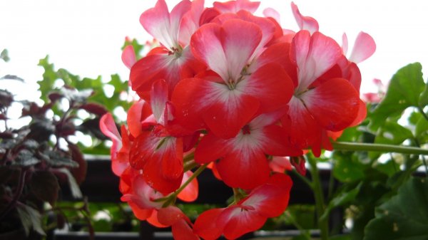 Horváth Melinda muskátlija