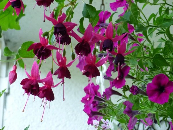 Szegfű Éva további büszkeségei