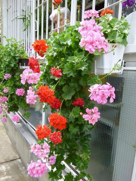 Szegfű Éva futómuskátliját 15 évvel ezelőtt kapta a párjától. évente megújítja