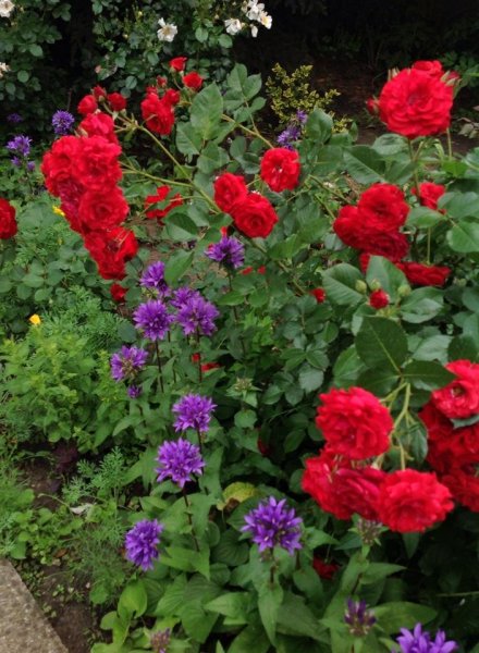 Berencsiné Czomba Katalin