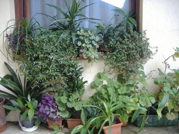 Mári Eszter nyaraltatott növényei