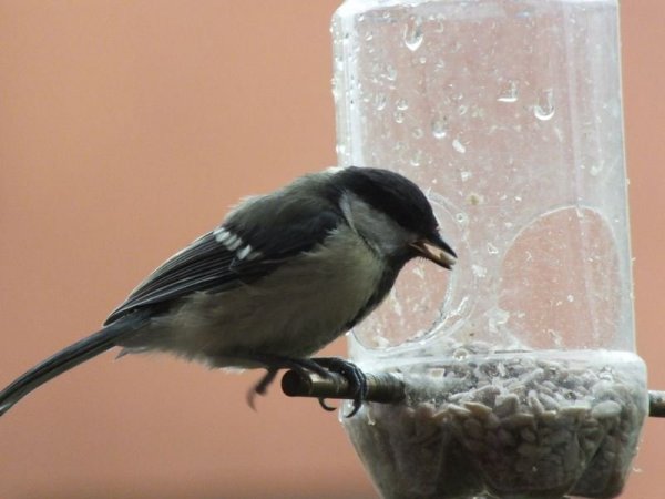 Sztárainé Szűcs Gabriella