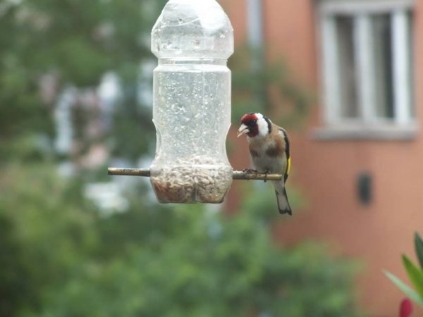 Sztárainé Szűcs Gabriella