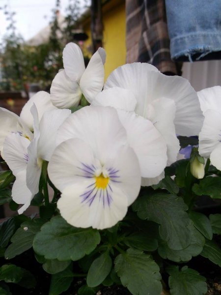 Harkóné Kozma Aranka