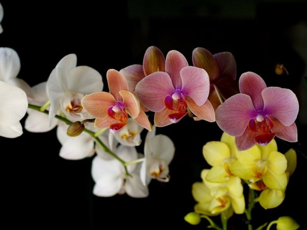 orchidea