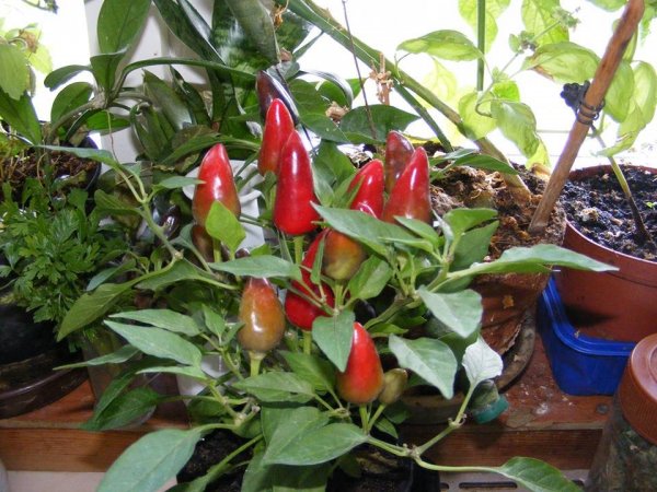 Sáfiné Simkó Zsuzsanna