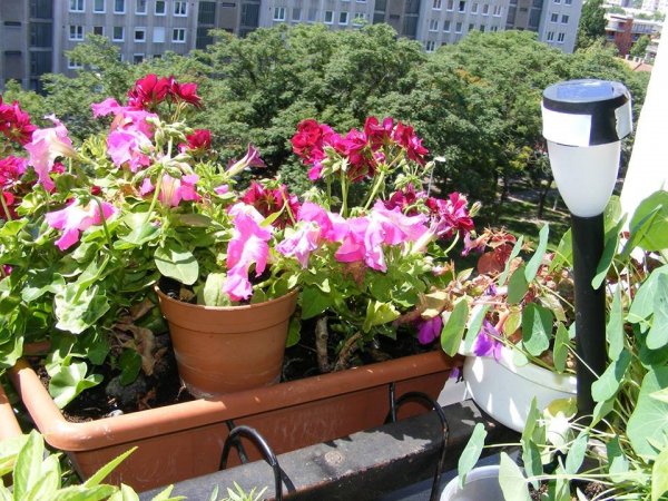 Sáfiné Simkó Zsuzsanna