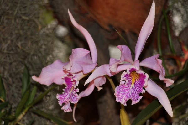 Orchid142_060