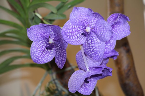 Orchid142_139