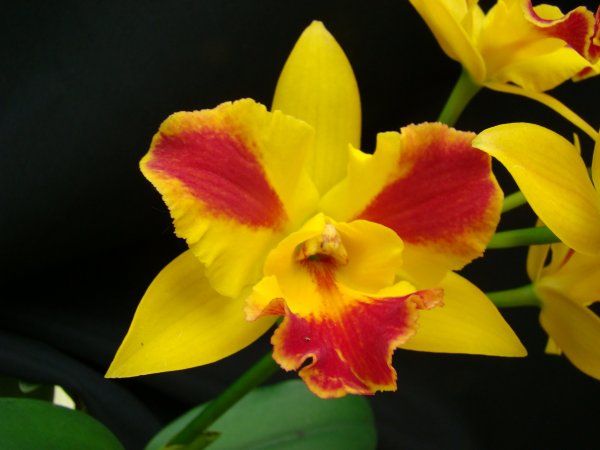 blc-burana-beauti-1226