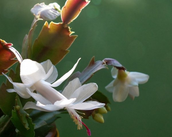 karácsonyi kaktusz3