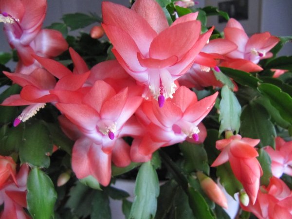 karácsonyi kaktusz4