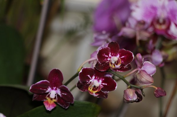 Orchid142_137