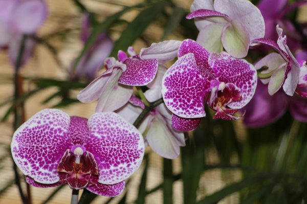 Orchid142_138
