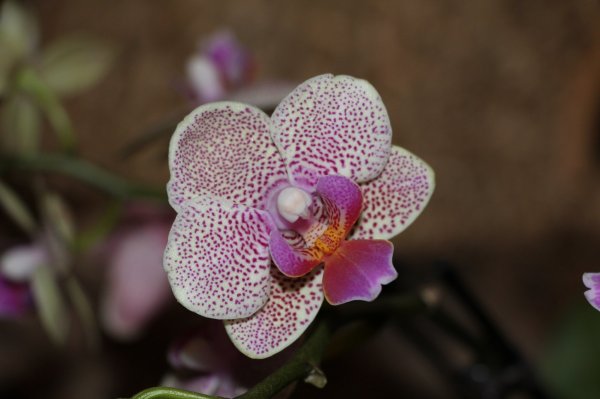 Orchid142_178