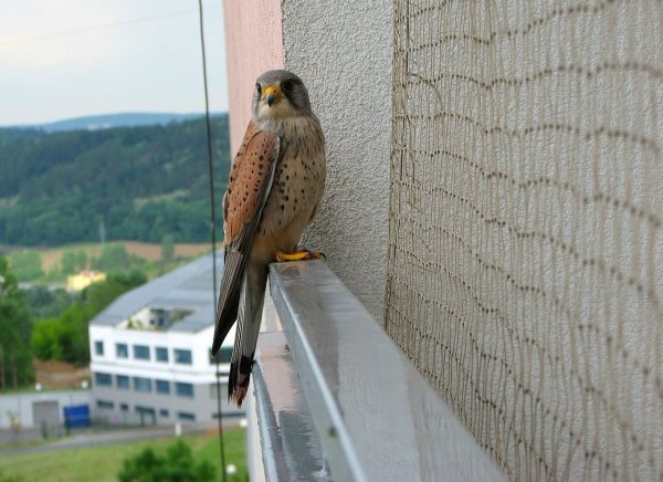 kestrel-93143_1280