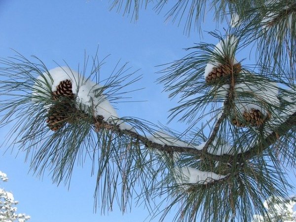 pine-trees-94179_640